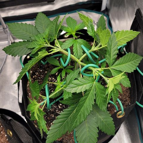 Granddaddy Purple growlog timeline photo