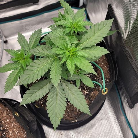 Granddaddy Purple growlog timeline photo