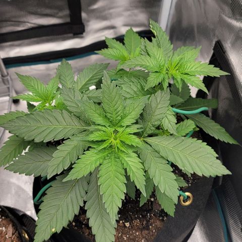 Granddaddy Purple growlog timeline photo
