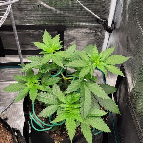 Granddaddy Purple growlog timeline photo