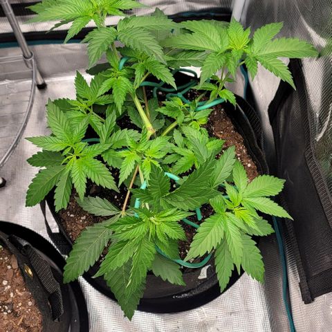 Granddaddy Purple growlog timeline photo