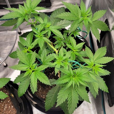 Granddaddy Purple growlog timeline photo