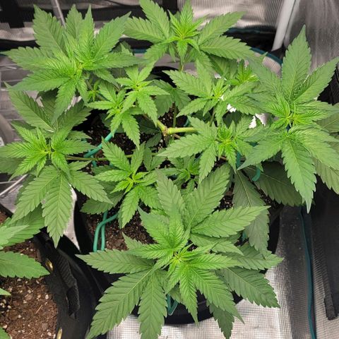 Granddaddy Purple growlog timeline photo