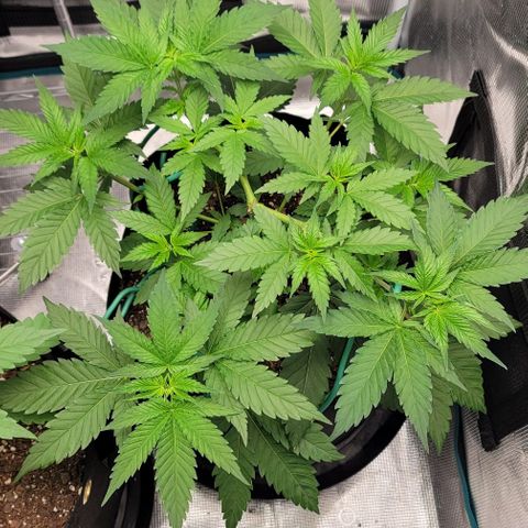 Granddaddy Purple growlog timeline photo