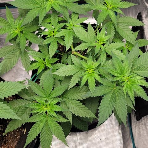 Granddaddy Purple growlog timeline photo