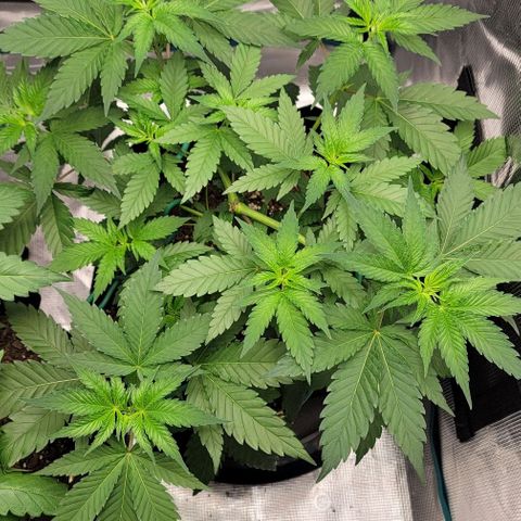 Granddaddy Purple growlog timeline photo