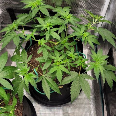 Granddaddy Purple growlog timeline photo