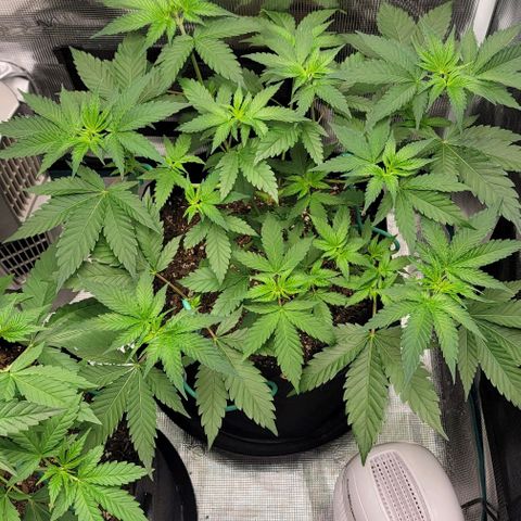 Granddaddy Purple growlog timeline photo