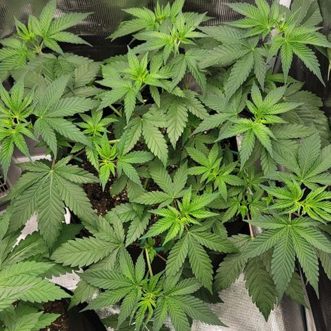 Granddaddy Purple growlog timeline photo