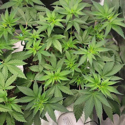 Granddaddy Purple growlog timeline photo