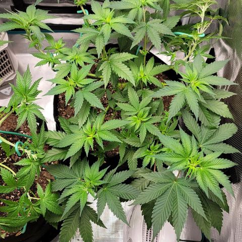 Granddaddy Purple growlog timeline photo