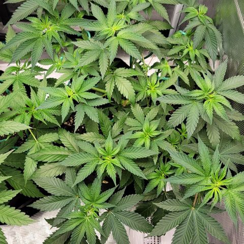 Granddaddy Purple growlog timeline photo