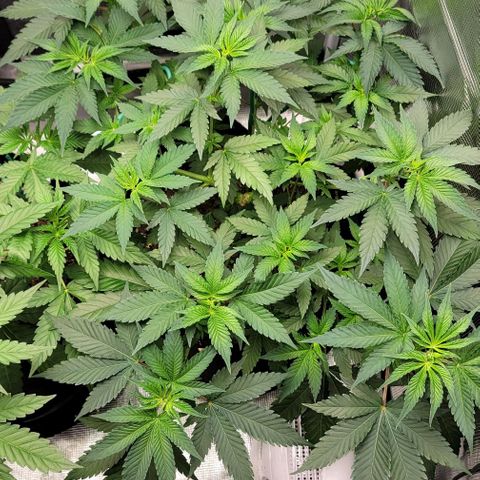 Granddaddy Purple growlog timeline photo