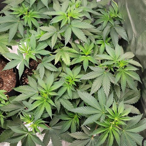 Granddaddy Purple growlog timeline photo