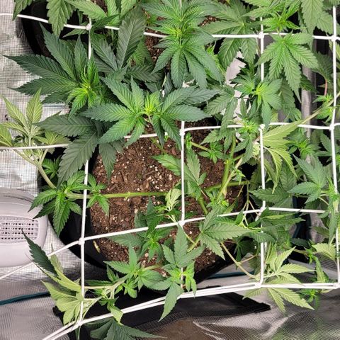 Granddaddy Purple growlog timeline photo