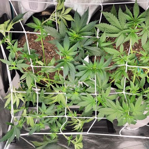 Granddaddy Purple growlog timeline photo