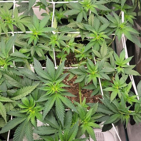 Granddaddy Purple growlog timeline photo