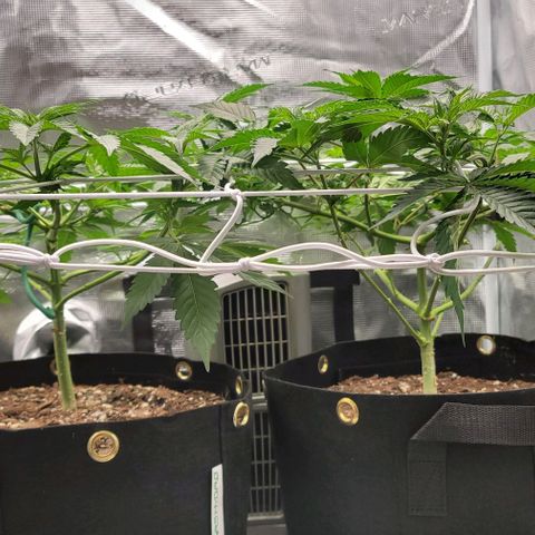 Granddaddy Purple growlog timeline photo