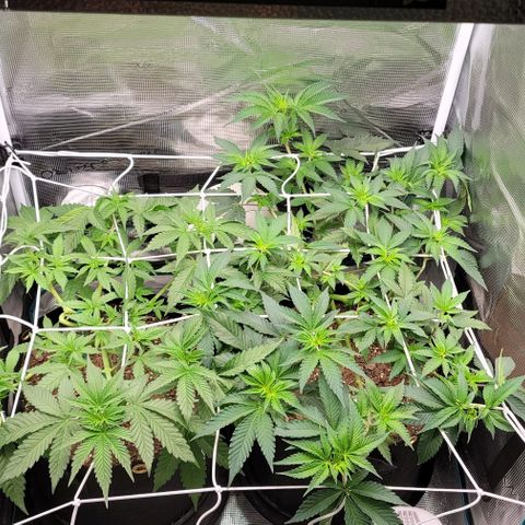 Granddaddy Purple growlog timeline photo