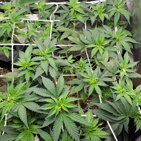 Granddaddy Purple growlog timeline photo