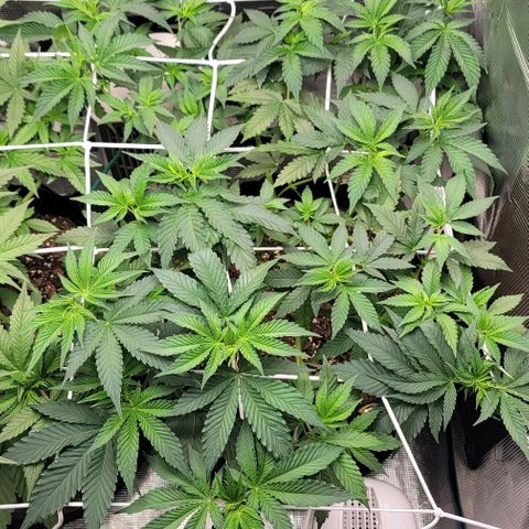 Granddaddy Purple growlog timeline photo