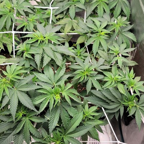 Granddaddy Purple growlog timeline photo