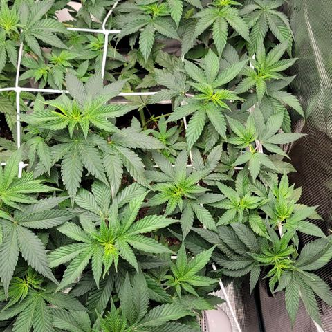 Granddaddy Purple growlog timeline photo
