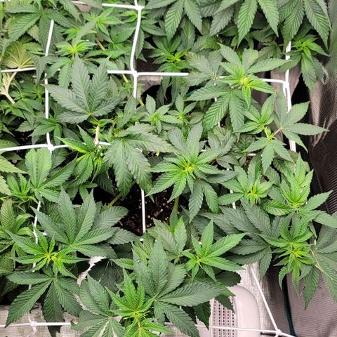 Granddaddy Purple growlog timeline photo
