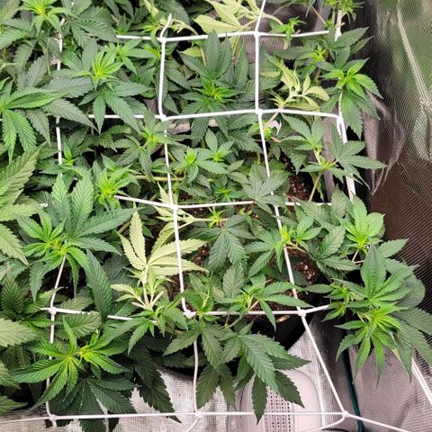 Granddaddy Purple growlog timeline photo