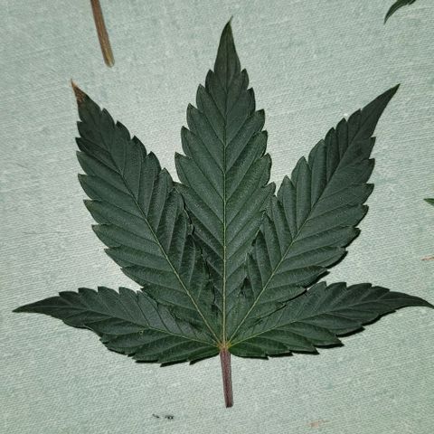 Granddaddy Purple growlog timeline photo