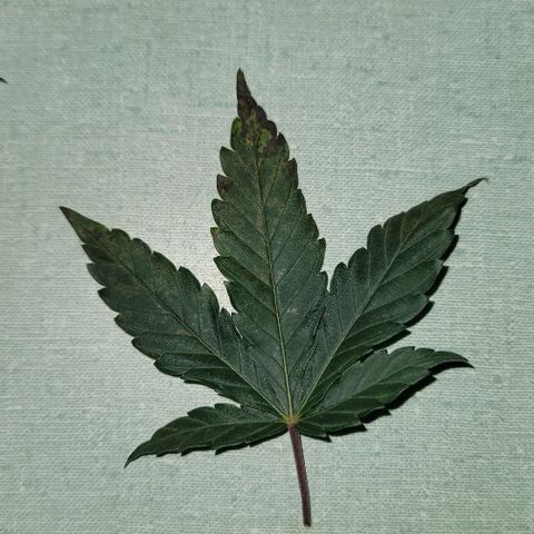 Granddaddy Purple growlog timeline photo
