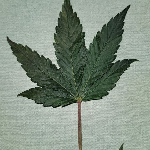 Granddaddy Purple growlog timeline photo