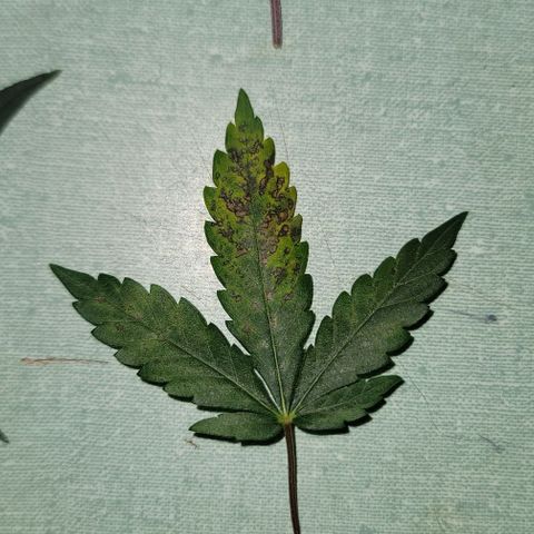 Granddaddy Purple growlog timeline photo