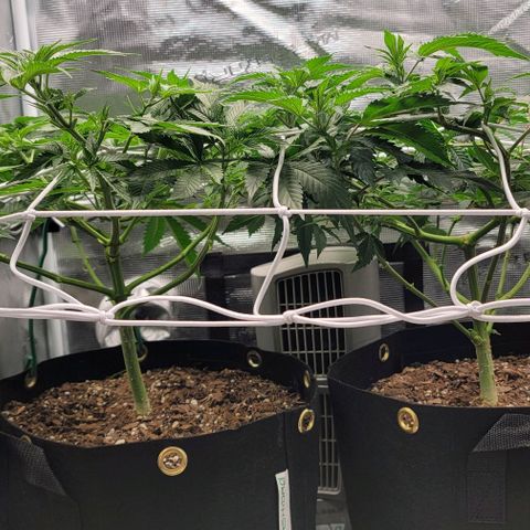Granddaddy Purple growlog timeline photo