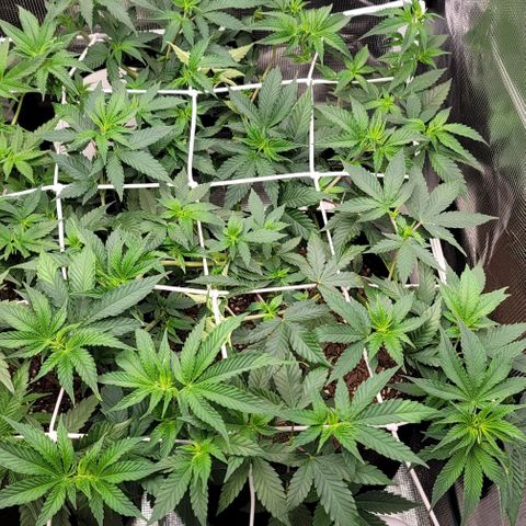 Granddaddy Purple growlog timeline photo