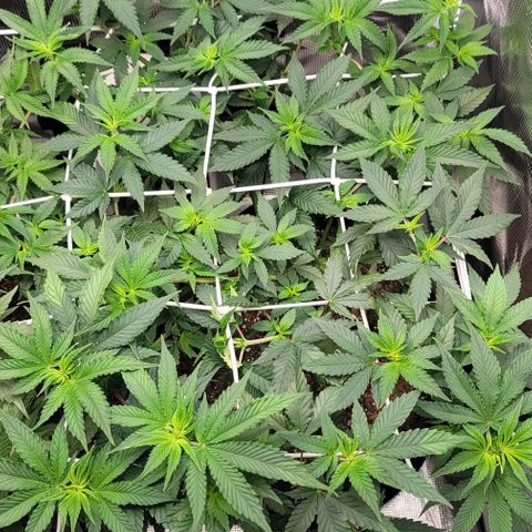 Granddaddy Purple growlog timeline photo