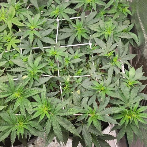Granddaddy Purple growlog timeline photo