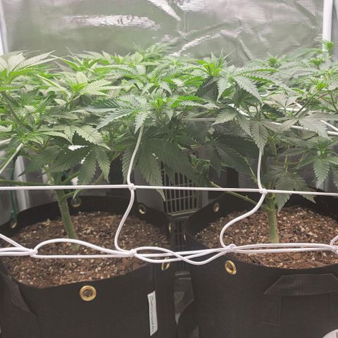 Granddaddy Purple growlog timeline photo