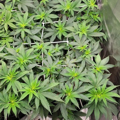 Granddaddy Purple growlog timeline photo