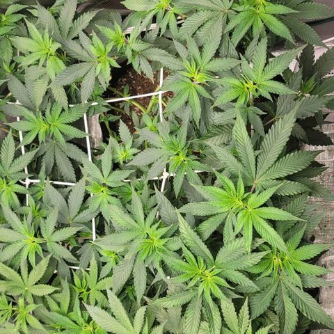 Granddaddy Purple growlog timeline photo