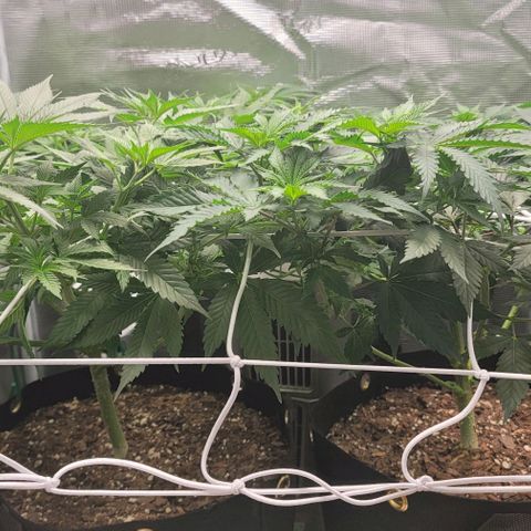 Granddaddy Purple growlog timeline photo