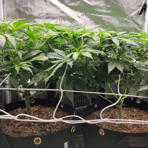 Granddaddy Purple growlog timeline photo