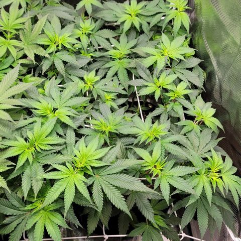Granddaddy Purple growlog timeline photo