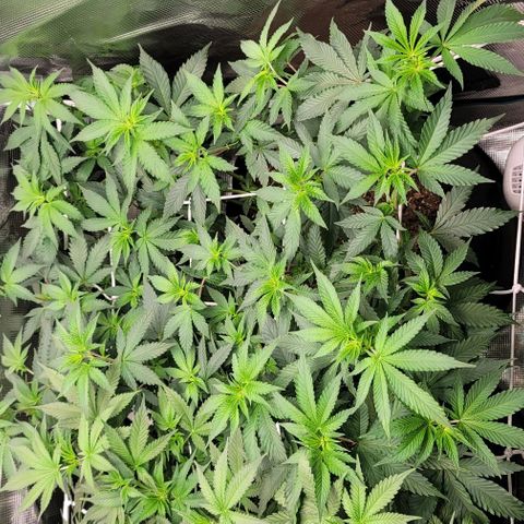 Granddaddy Purple growlog timeline photo