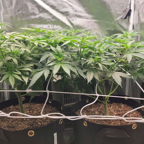 Granddaddy Purple growlog timeline photo
