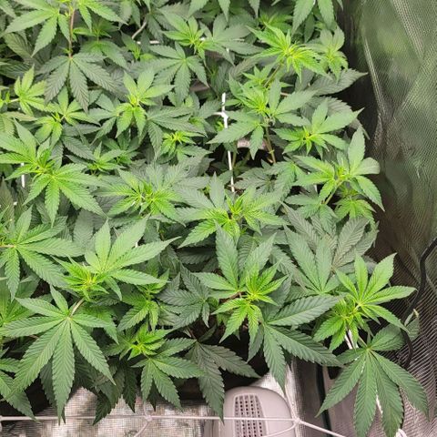 Granddaddy Purple growlog timeline photo