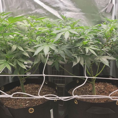 Granddaddy Purple growlog timeline photo