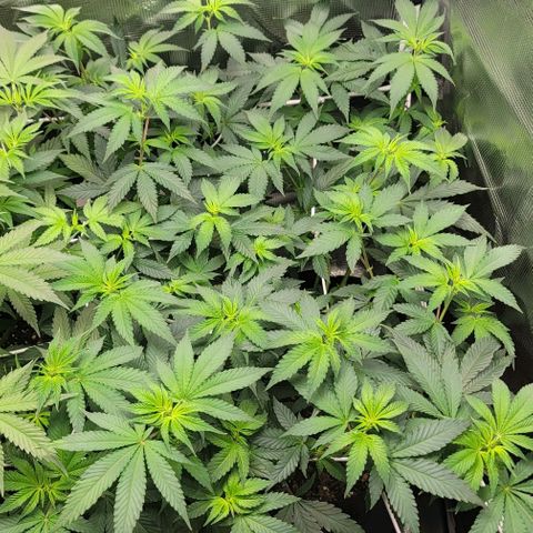 Granddaddy Purple growlog timeline photo
