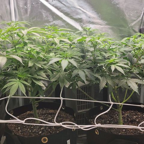 Granddaddy Purple growlog timeline photo