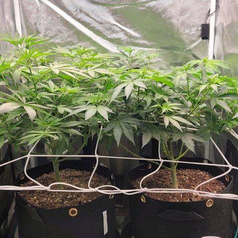 Granddaddy Purple growlog timeline photo